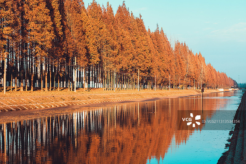 南京六合龙袍街道秋天金黄色水杉田园风光图片素材