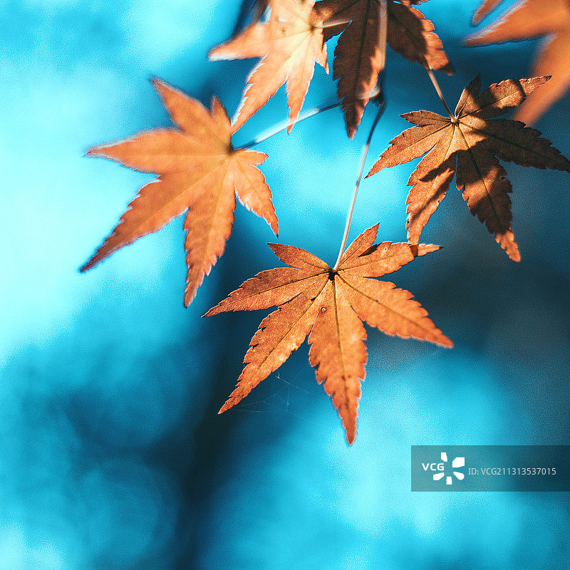 南京秋天栖霞区栖霞山的枫叶鸡爪槭五角枫图片素材