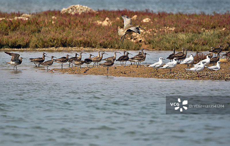 白腰鹬图片素材