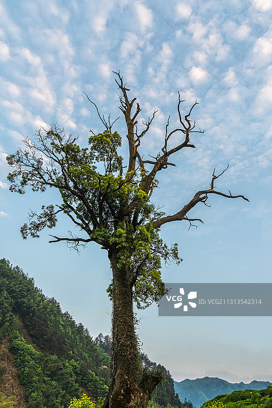 乡间夕阳下孤独的一棵树图片素材