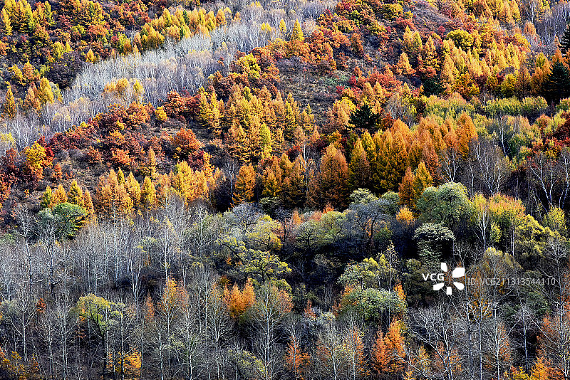 2020年10月11日在河北省张家口市崇礼区拍摄的五彩斑斓的图片素材