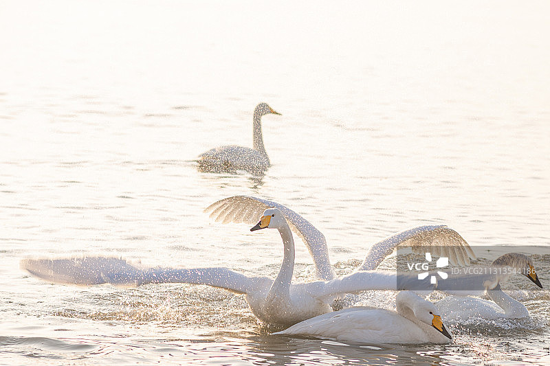 山东荣成天鹅湖里过冬的西伯利亚大天鹅图片素材