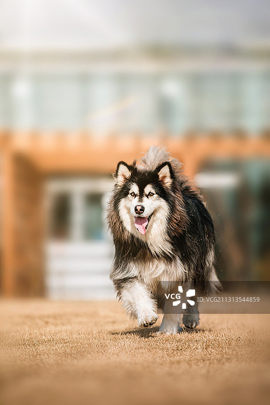 阿拉斯加雪橇犬图片素材