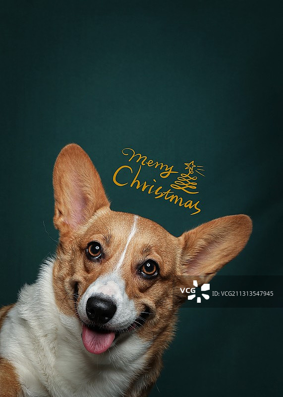 圣诞季图片素材