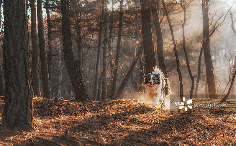 秋日花花-边境牧羊犬图片素材