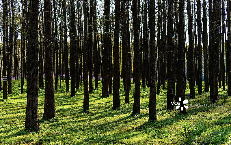 共青森林公园图片素材