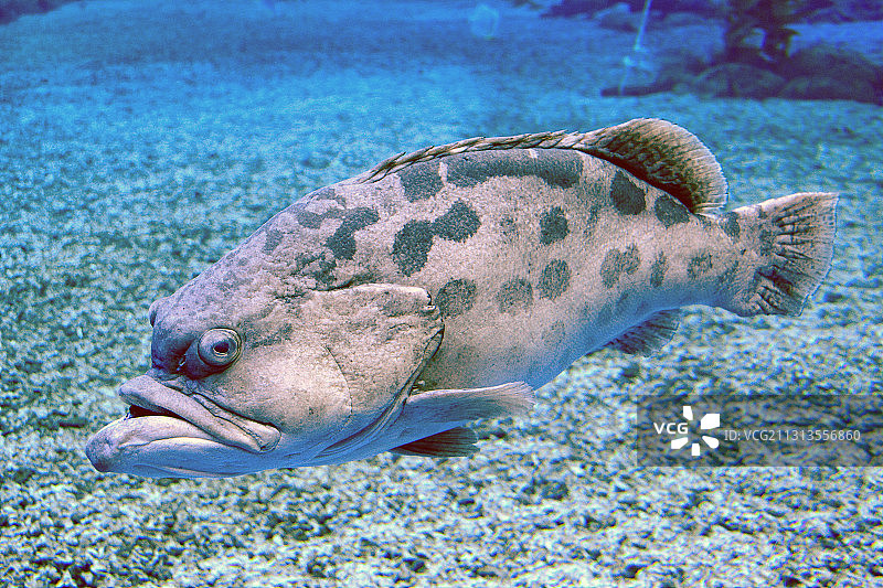 大嘴石斑鱼图片素材