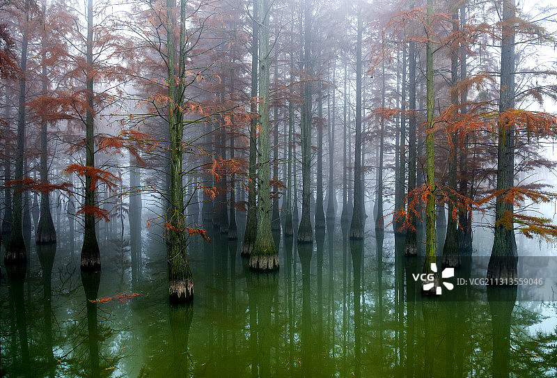 迷幻杉林图片素材