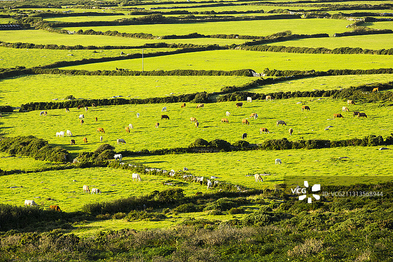 英国康沃尔郡泽诺附近的古老田埂图片素材