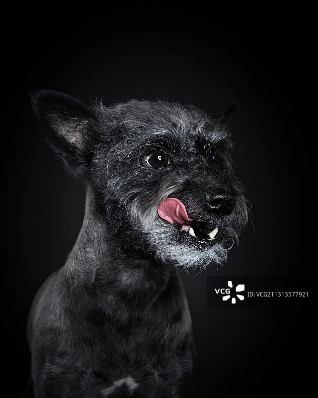 雪纳瑞犬肖像图片素材