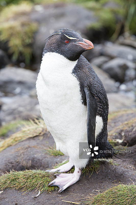 在福克兰群岛西点岛的溪流中沐浴的凤头企鹅图片素材