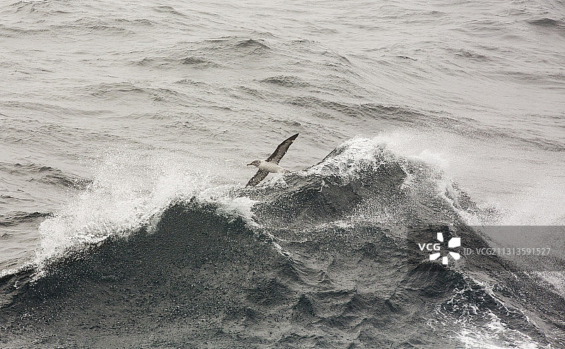 灰头信天翁在亚南极德雷克海峡飞行图片素材