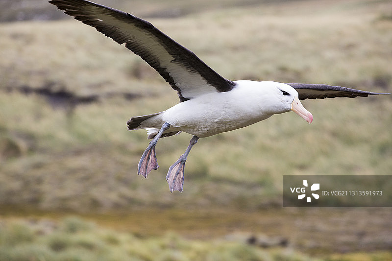 黑眉信天翁飞越福克兰群岛西点岛的信天翁和跳岩企鹅栖息地图片素材