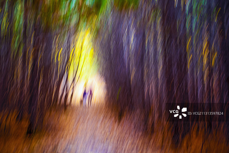 在树林中模糊的行走图片素材