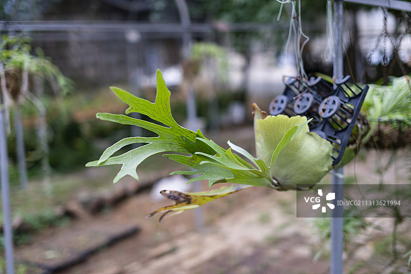 植物园里悬挂的一株鹿角蕨图片素材