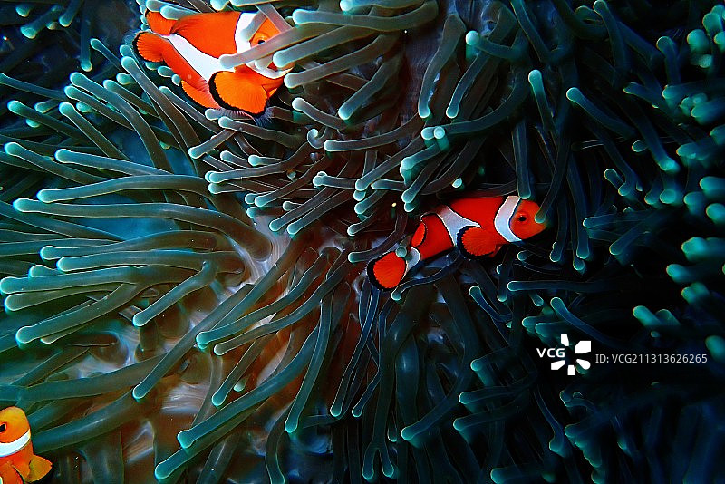 害羞的小丑鱼图片素材