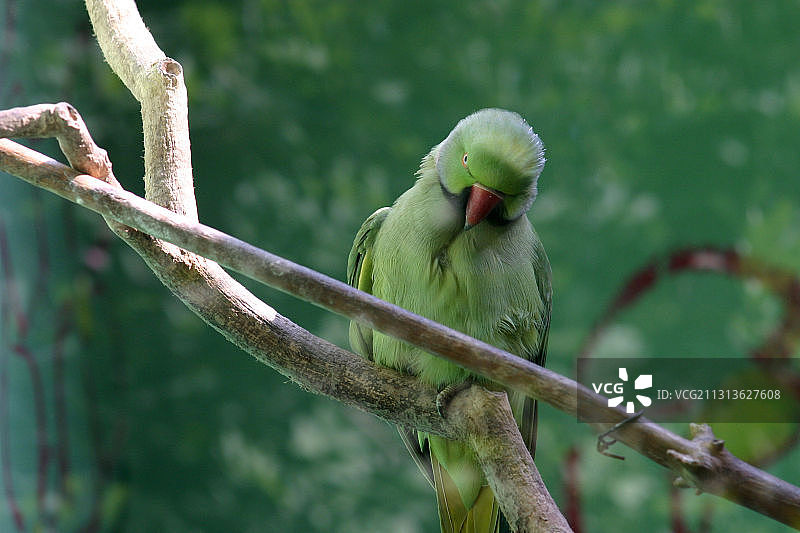 沉思的鹦鹉图片素材