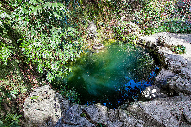 杭州龙井村里的老龙井图片素材