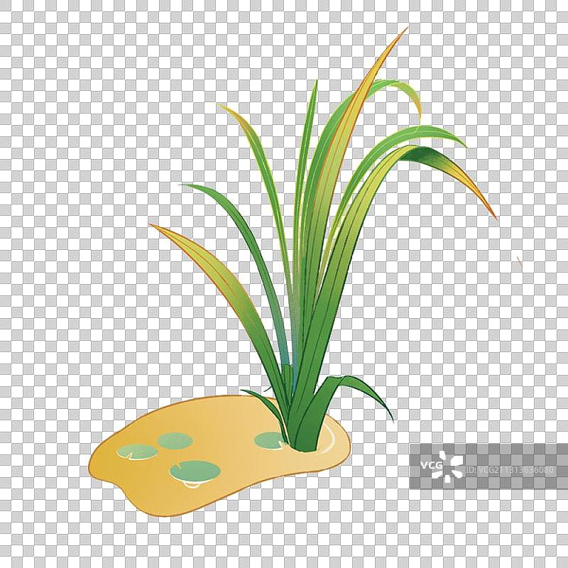 水中的植物图片素材