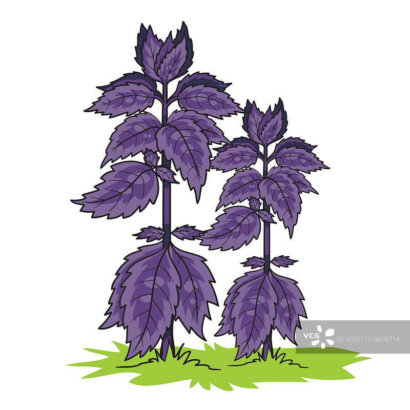 紫色罗勒灌木丛图片素材