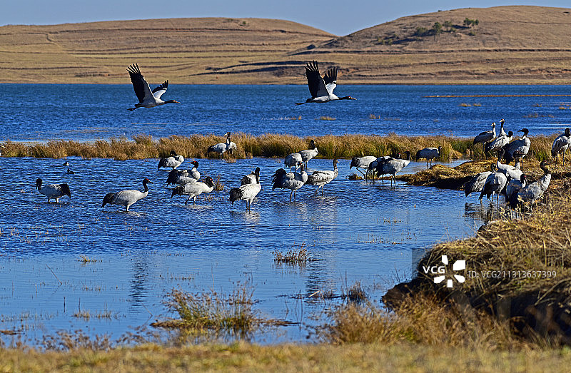 温煦的阳光下自由地飞翔-----黑颈鹤图片素材