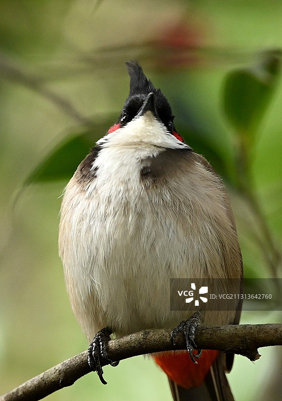 美髯公（红耳鹎肖像）图片素材