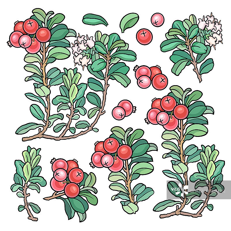 手绘越橘元素合集图片素材