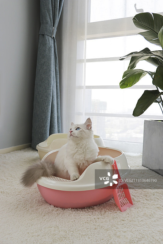 布偶猫-猫砂盆图片素材