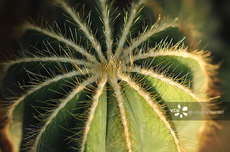 仙湖植物园里的仙人球图片素材
