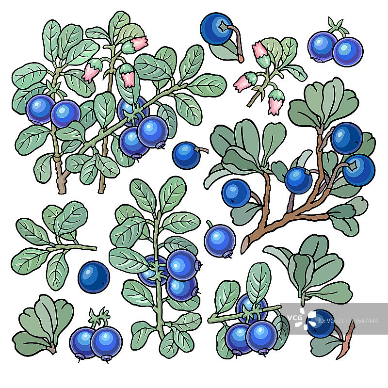 手绘蓝莓元素合集图片素材