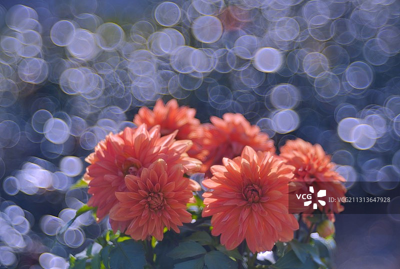 大丽花图片素材