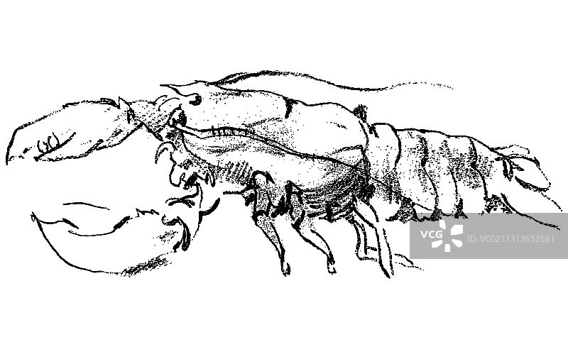 手绘大型海洋龙虾轮廓图图片素材