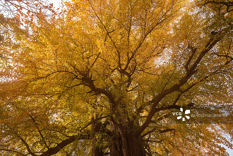秋天潭柘寺，乾隆皇帝御封的帝王银杏树图片素材