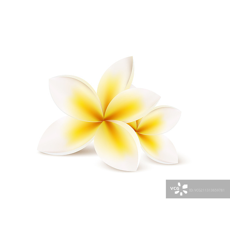 逼真的黄色鸡蛋花图片素材