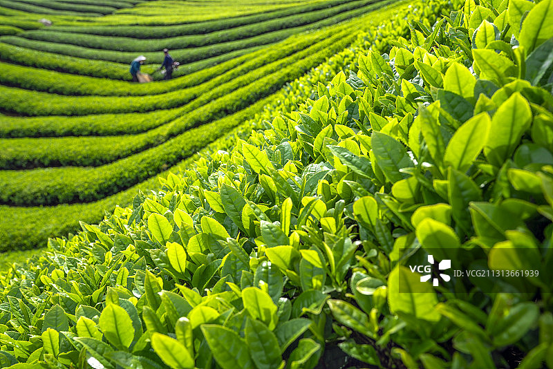 高山云雾出好茶，茶香景美入画来图片素材