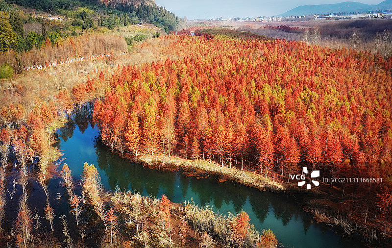 初冬时节，昆明甸尾村的水杉林叠翠流金，美不胜收图片素材
