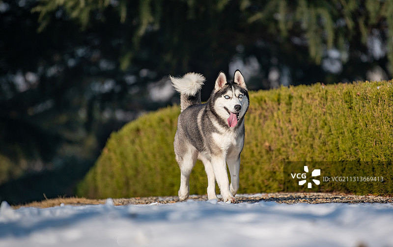 哈奇士图片素材