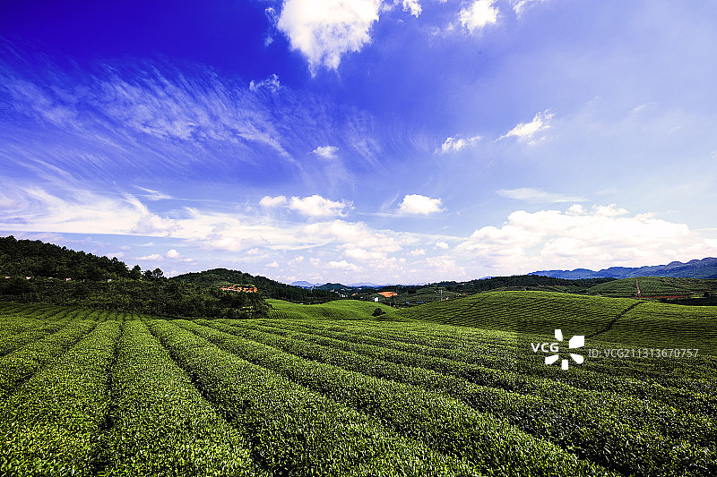 茶园，梵净山茶园。图片素材