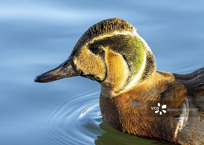 花脸鸭图片素材