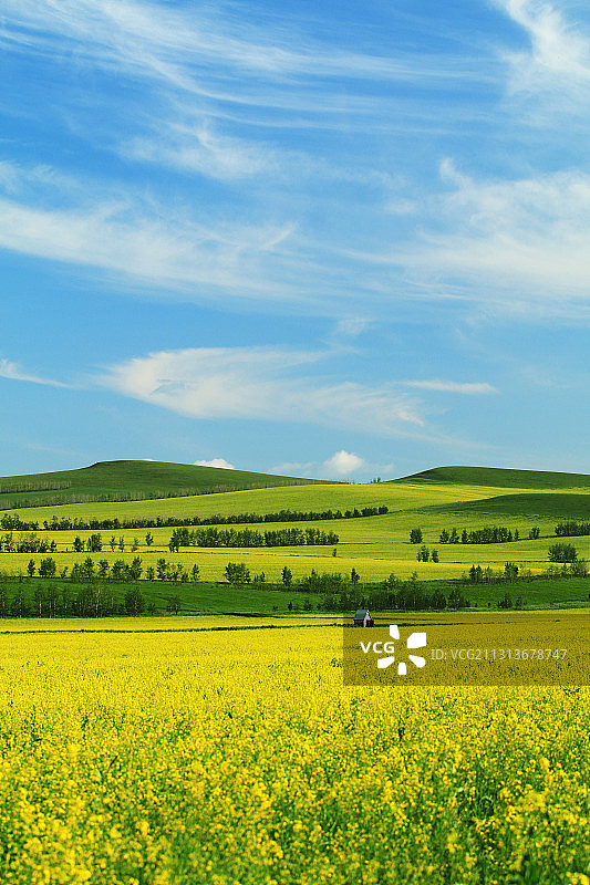 农田油菜花开图片素材