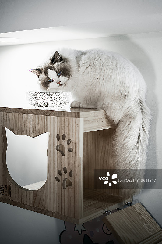 温柔可爱友善黏人的布偶猫图片素材