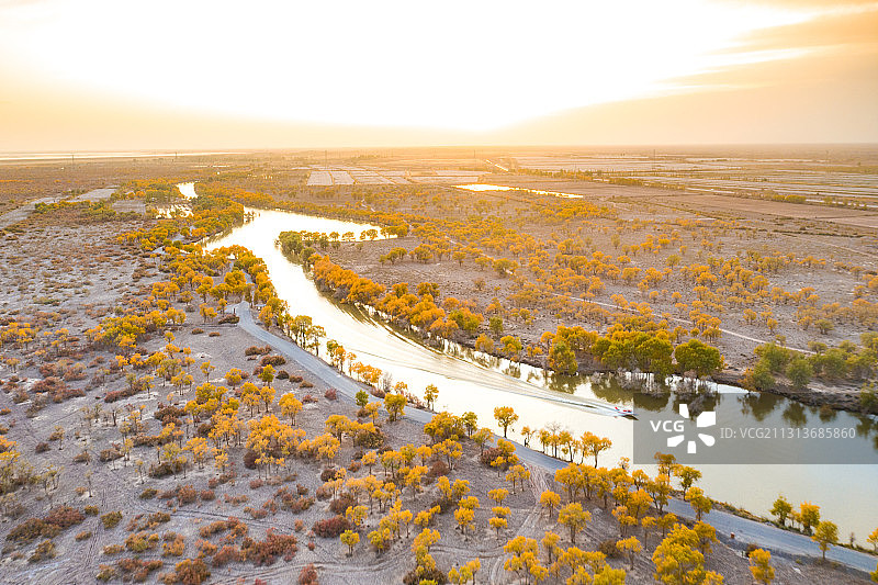 中国新疆秋季的胡杨林图片素材