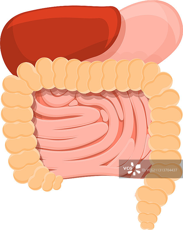 卡通风格的新陈代谢消化系统图标图片素材