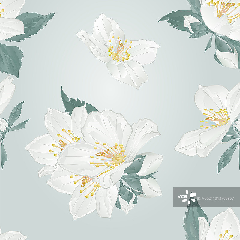 无缝纹理：茉莉花和花苞枝条图片素材