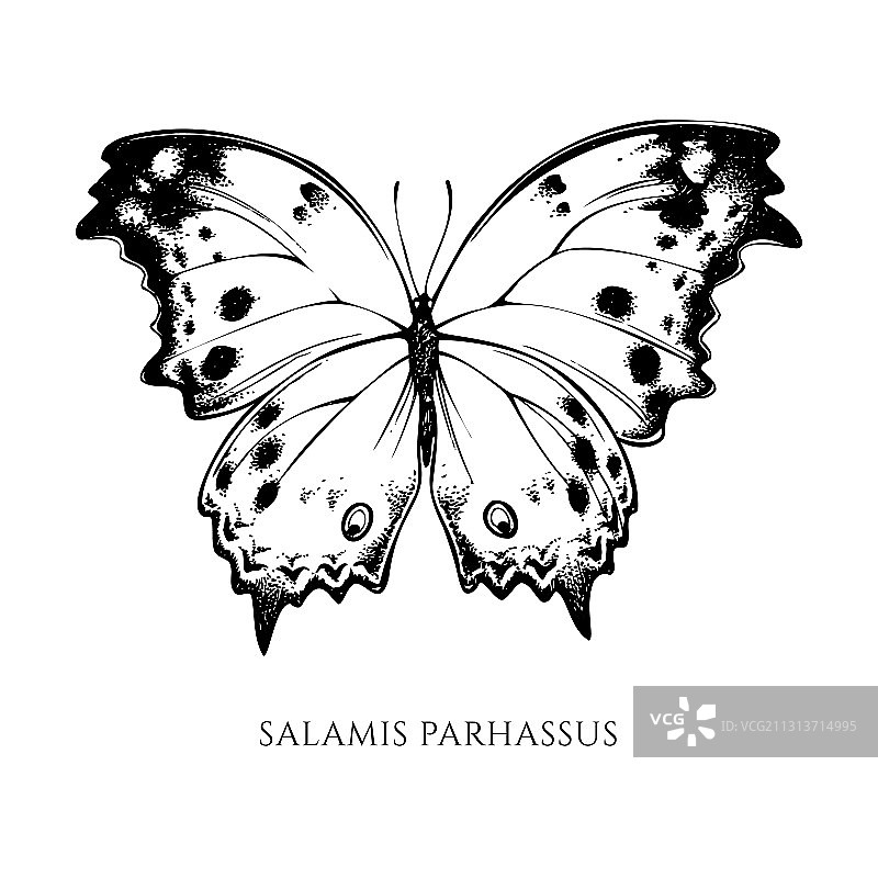 手绘黑白森林图片素材