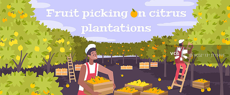 柑橘种植园扁平化背景图片素材