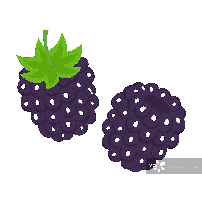 白色背景下的黑莓图片素材