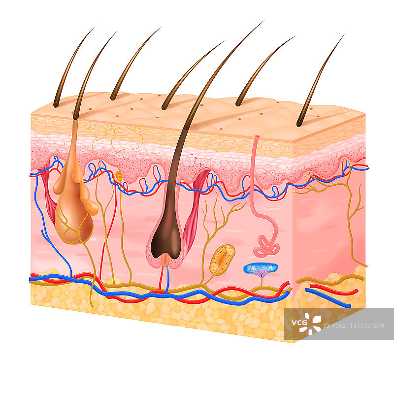 逼真皮肤纹理结构图片素材