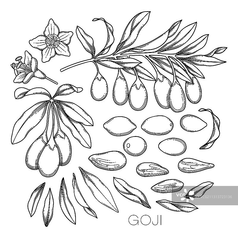 枸杞花叶图形集合图片素材