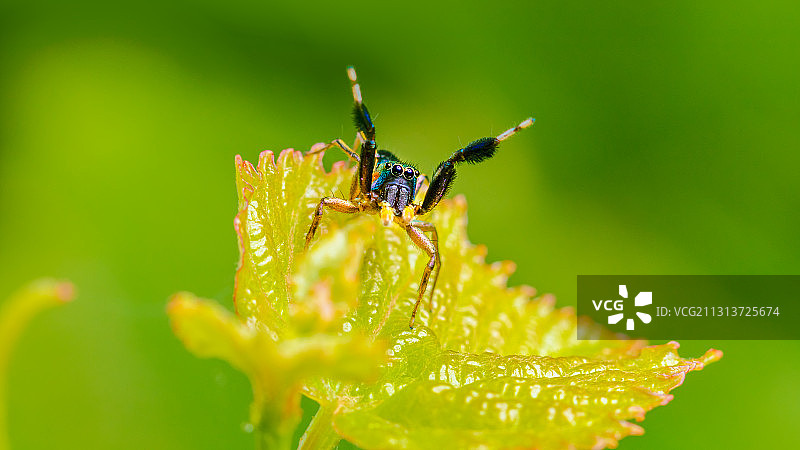 玉翠蛛图片素材